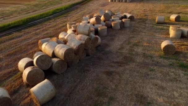 Багато Тюків Соломи Пшениці Лежать Полі Після Збору Пшениці Світанку — стокове відео