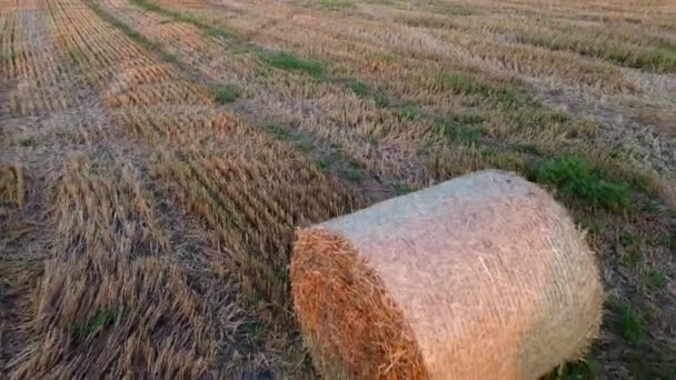 Many Bales Form Rolls Wheat Straw Wheat Harvest Scattered Field — Stock Video