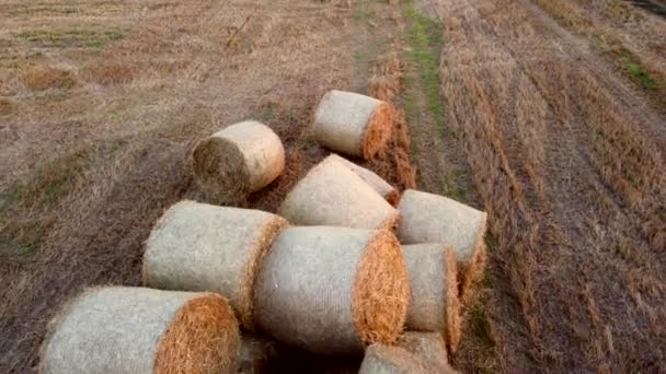 Багато Тюків Соломи Пшениці Лежать Полі Після Збору Пшениці Світанку — стокове відео