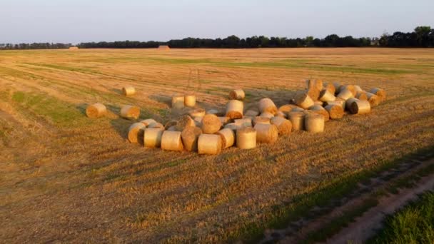 Многие Кипы Пшеничных Соломенных Рулонов Пшеничном Поле После Сбора Урожая — стоковое видео