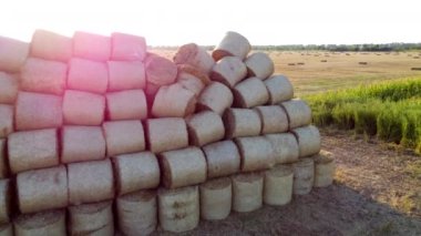 Gün batımında birçok bükülmüş kuru buğday kamışı tarlada rulo balyalarda. Hasattan sonra büyük saman balyaları tarlada rulo haline geldi. Kırsal güneşli manzara, kırsal manzara. Kırmızı güneş parlıyor