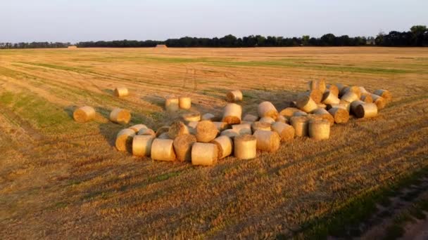 Многие Крутили Солому Сухой Пшеницы Рулонах Поле Время Восхода Солнца — стоковое видео