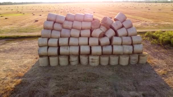 Viele Verdrehten Trockenes Weizenstroh Rollballen Auf Dem Feld Während Sonnenaufgang — Stockvideo