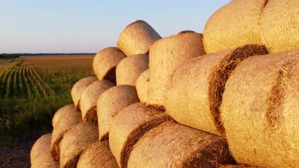 Mnoho Zkroucené Suché Pšeničné Slámy Rolích Balíky Poli Při Západu — Stock video