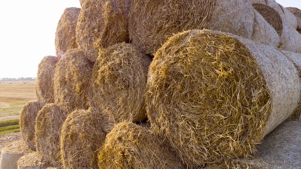 Many twisted dry wheat straw in roll bales on field during sunset sunrise. Large bales straw after harvest twisted into rolls on field. Rural sunny landscape, countryside scenery. Aerial drone view,