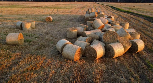 Many twisted dry wheat straw in roll bales on a field during sunset sunrise. Scattered bales of straw after the harvest twisted into rolls lying on the field. Rural landscape, countryside scenery