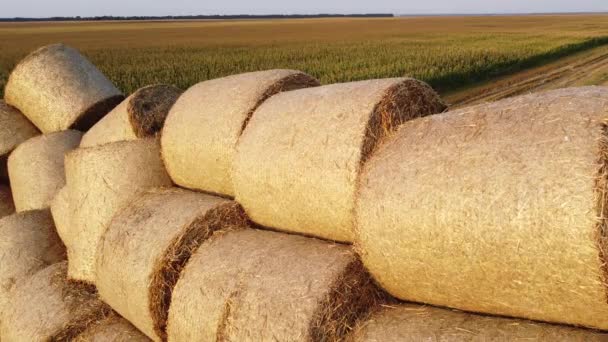 Багато Тюків Соломи Пшениці Пшеничному Полі Після Збору Пшениці Світанку — стокове відео