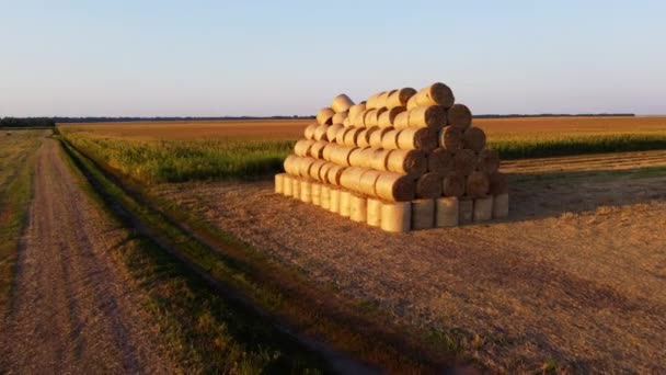 Many Twisted Dry Wheat Straw Roll Bales Field Sunset Sunrise — Stock Video