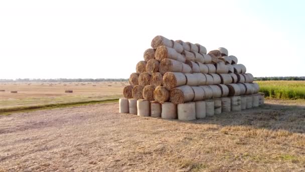 Багато Скручених Сухих Пшеничних Соломинок Рулонах Полі Під Час Заходу — стокове відео