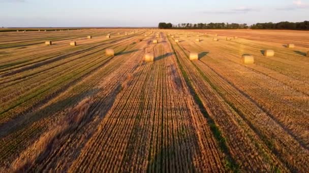 Многие Тюки Пшеничной Соломы Скрученные Рулоны Длинными Тенями После Сбора — стоковое видео