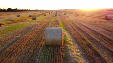 Buğday hasadından sonra uzun gölgelerle sarılmış pek çok saman balyası gün batımında tarlada uzanıyor. Tarlada saman balyaları üzerinde uçmak. Hava aracı görüntüsü. Tarım arazisi
