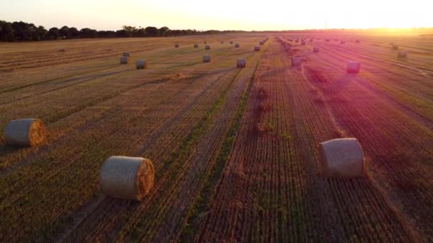 小麦の収穫後の長い影が日没の日の出の間に畑に横たわった小麦のわらは ロールにねじれました ストローベールの上を飛ぶ フィールド上のロール 空中ドローンビュー 農業の風景 — ストック動画