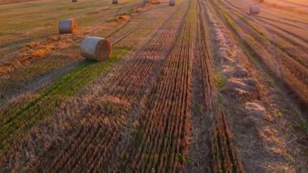 小麦の収穫後の長い影が日没の日の出の間に畑に横たわった小麦のわらは ロールにねじれました ストローベールの上を飛ぶ フィールド上のロール 空中ドローンビュー 農業の風景 — ストック動画