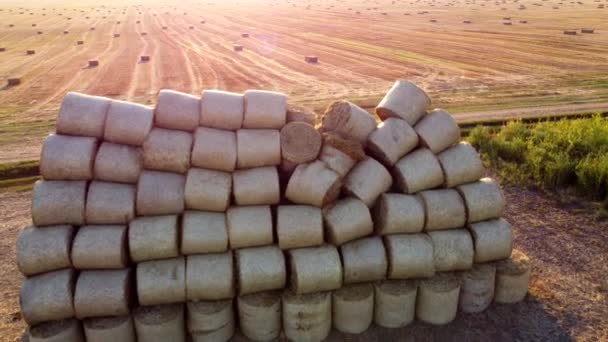 Many Twisted Dry Wheat Straw Roll Bales Field Sunset Sunrise — Stock Video