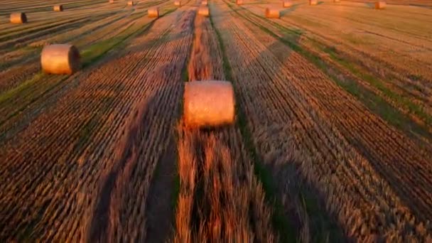 Gün Batımında Şafakta Buğday Hasadından Sonra Tarlada Birçok Bükülmüş Buğday — Stok video