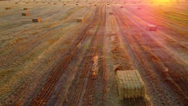 Square Bales Pressed Wheat Straw Lie Field Wheat Harvest Sunset — Stock Video