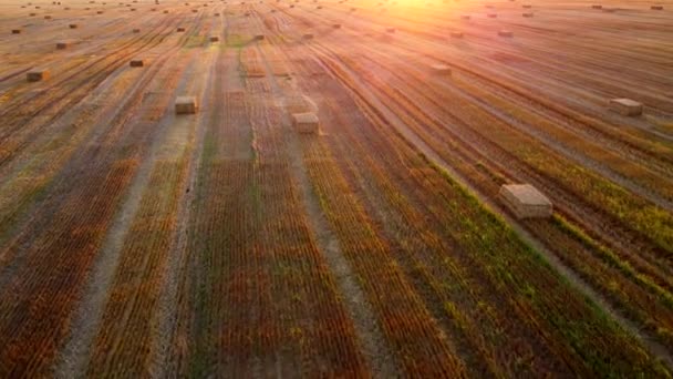 Gün Batımında Şafakta Buğday Hasadından Sonra Tarlada Kare Balya Baskılı — Stok video