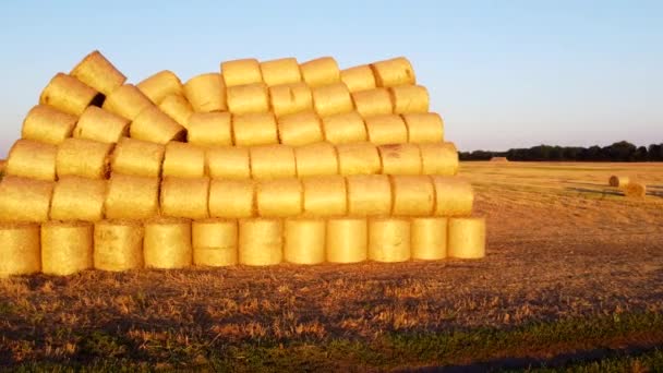 日没と夜明けに小麦が収穫された後 多くのプレスされた小麦が畑にひねりました 日没の農地で圧縮されたドライストローベール 農業農業について 農業産業について — ストック動画