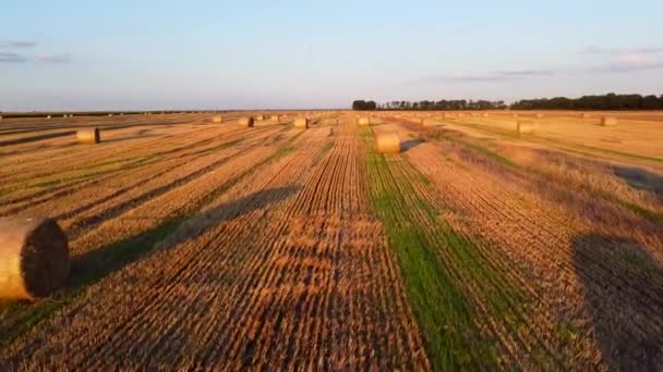 Многие Скрученные Тюки Прессованной Соломы Пшеницы Поле После Сбора Урожая — стоковое видео