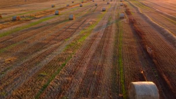 Viele Gedrehte Ballen Gepressten Weizenstrohs Auf Dem Feld Nach Der — Stockvideo
