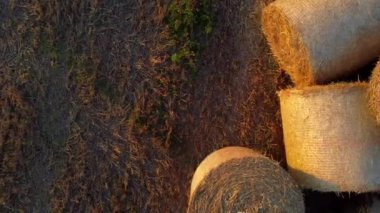Gün batımında bir tarladaki rulo balyalarda birçok bükülmüş kuru buğday kamışı. Hasattan sonra saman balyaları tarlada duran rulolara dönüştü. Kırsal alan, kırsal alan.