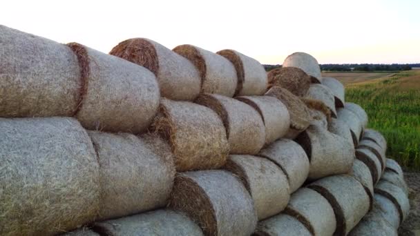 Many Bales Compressed Dry Wheat Straw Twisted Rolls Field Autumn — Stock Video