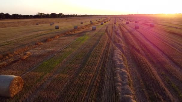 在日落时分 许多麦秆在小麦收获后被扭曲成长影的卷曲 躺在田里 在稻草包上飞舞 在田里打滚 空中无人驾驶飞机视图 农业景观 — 图库视频影像