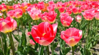 Laleler. Güneşli bahar gününde açan kırmızı pembe lale. Parlak lale çiçek açıyor. Büyük taç yapraklarıyla çiçek açan bir sürü çiçek. Çiçek açan çiçekler gibi. Ebedi otçul soğanlı bitkiler. Doğa Doğal arkaplan