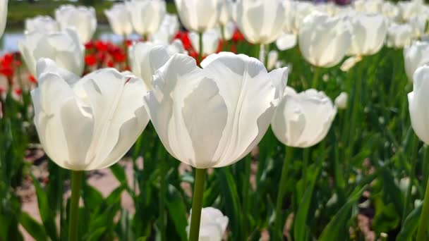 Тюльпани Цвіте Білий Тюльпан Сонячний Весняний День Яскравий Тюльпан Цвіте — стокове відео