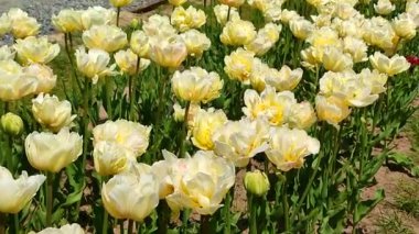 Laleler. Güneşli bahar gününde çiçek açan bej rengi lale. Parlak lale çiçek açıyor. Büyük taç yapraklarıyla açan çiçekler. Çiçek açan çiçekler gibi. Ebedi otçul soğanlı bitkiler. Doğa Doğal arkaplan