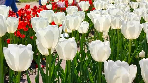 Laleler Güneşli Bahar Gününde Çiçek Açan Beyaz Lale Parlak Lale — Stok video