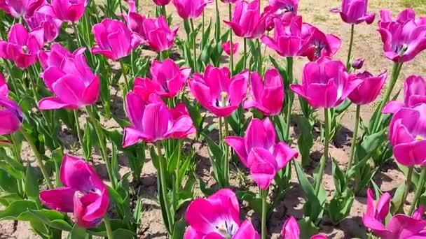 チューリップス 晴れた春の日に咲くピンクのチューリップ 明るいチューリップが咲きました 花びらがたくさん咲いています 花が咲きました ペレニアルハーバースバルブプラント — ストック動画