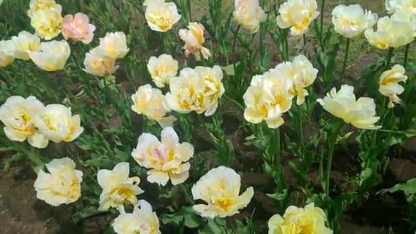 Тюльпаны Цветущий Бежевый Желтый Тюльпан Солнечный Весенний День Яркий Цветок — стоковое видео