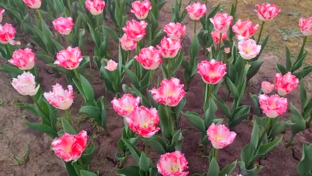 チューリップス 晴れた春の日に咲くピンクのチューリップ 明るいチューリップが咲きました 花びらがたくさん咲いています 花が咲きました ペレニアルハーバースバルブプラント — ストック動画