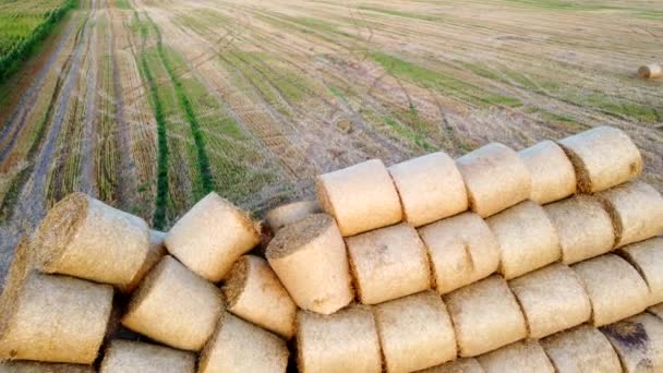 Many Bales Compressed Dry Wheat Straw Twisted Rolls Field Autumn — Stock Video