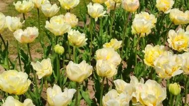 Laleler. Güneşli bahar gününde çiçek açan bej rengi lale. Parlak lale çiçek açıyor. Büyük taç yapraklarıyla açan çiçekler. Çiçek açan çiçekler gibi. Ebedi otçul soğanlı bitkiler. Doğa Doğal arkaplan