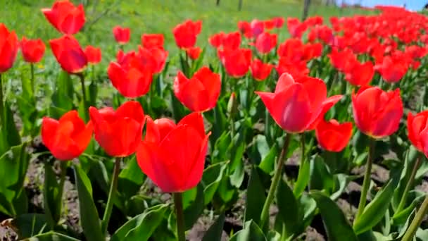 Tulipany Kwitnący Czerwony Tulipan Słoneczny Wiosenny Dzień Rozkwit Jasnych Tulipanów — Wideo stockowe