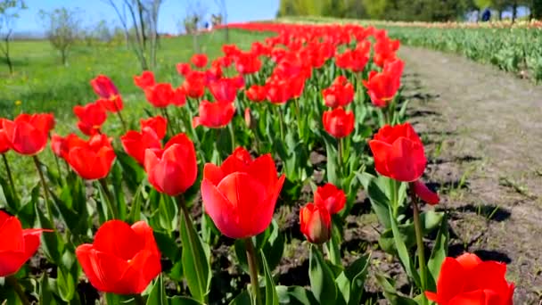 Tulipany Kwitnący Czerwony Tulipan Słoneczny Wiosenny Dzień Rozkwit Jasnych Tulipanów — Wideo stockowe