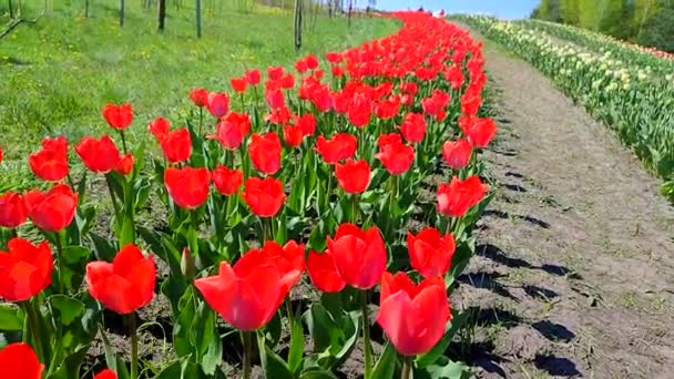 Тюльпаны Цветущий Красный Тюльпан Солнечный Весенний День Яркий Цветок Тюльпана — стоковое видео