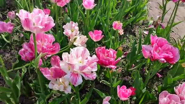 Tulipas Floração Tulipa Branca Rosa Dia Ensolarado Primavera Floração Tulipa — Vídeo de Stock