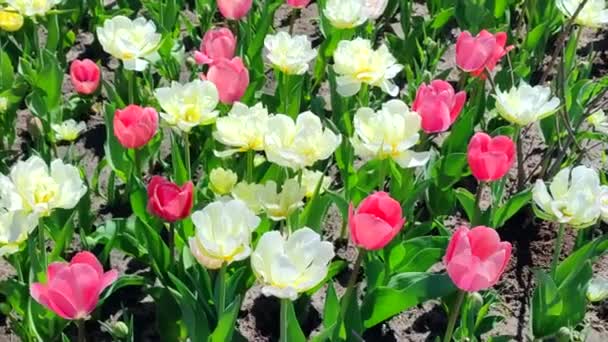 チューリップス ブルーミングピンクホワイトチューリップ 晴れた春の日 明るいチューリップが咲きました 花びらがたくさん咲いています 花が咲いている ペレニアルハーバースバルブプラント — ストック動画