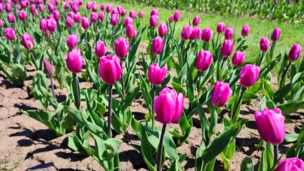 Laleler Çiçek Açan Mor Lale Güneşli Bahar Günü Parlak Lale — Stok video