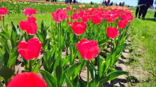 Тюльпани Цвіте Червоний Тюльпан Сонячний Весняний День Яскравий Тюльпан Цвіте — стокове відео
