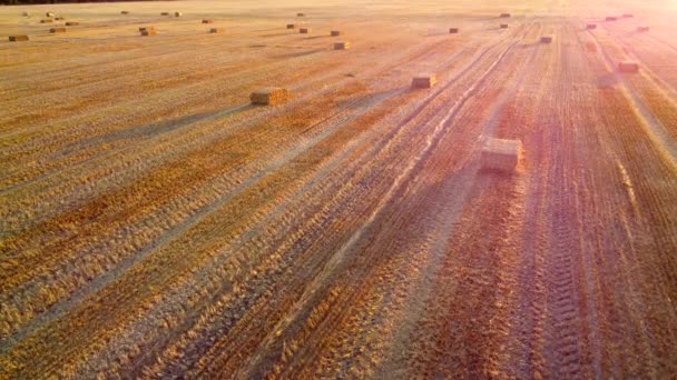日落和黎明时分 麦子收获之后 麦田上躺着成包的压实麦秸 收割后把稻草捆在农田上 农业耕作工业 农业工业 — 图库视频影像