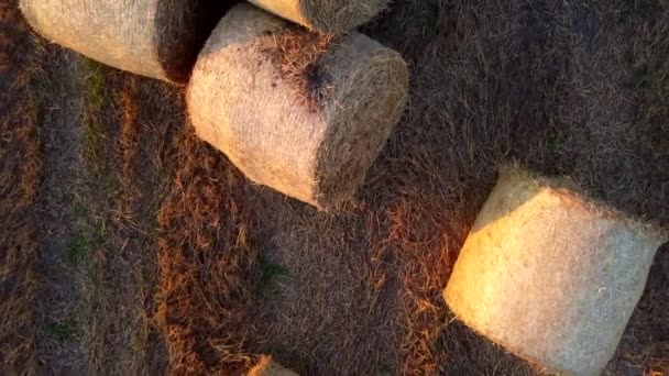 Багато Скручених Сухих Пшеничних Соломинок Рулонах Полі Під Час Заходу — стокове відео