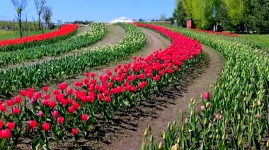 Laleler. Güneşli bahar gününde açan kırmızı lale. Parlak lale çiçek açıyor. Büyük taç yapraklarıyla çiçek açan bir sürü çiçek. Çiçek açan çiçekler gibi. Ebedi otçul soğanlı bitkiler. Doğa Doğal arkaplan