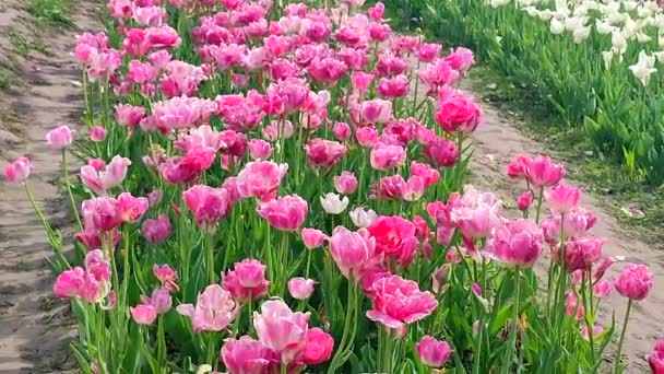 Tulip Bunga Tulip Merah Muda Musim Semi Yang Cerah Tulip — Stok Video