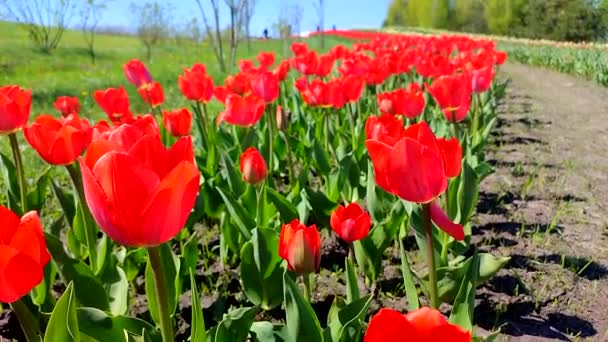 Tulipas Floração Tulipa Vermelha Dia Ensolarado Primavera Floração Tulipa Brilhante — Vídeo de Stock