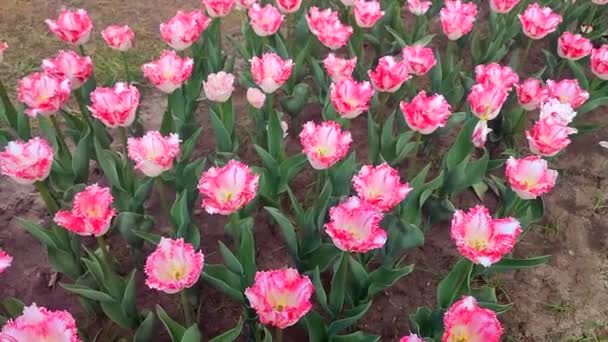 Tulips Blooming Pink Tulip Sunny Spring Day Bright Tulip Blossoming — Stock Video