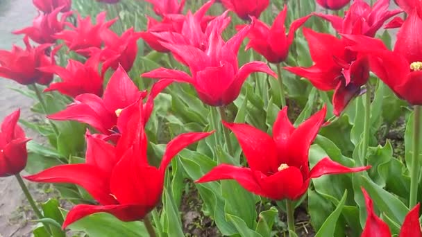 Tulipani Tulipano Rosso Fiorito Nella Soleggiata Giornata Primaverile Fioritura Tulipano — Video Stock